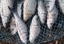 Venezuela fortalece la cooperación internacional y la pesca artesanal en la 37° sesión del COFI de la FAO