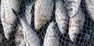 Venezuela fortalece la cooperación internacional y la pesca artesanal en la 37° sesión del COFI de la FAO