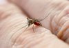Descubren que el dengue debilita la barrera protectora de los vasos sanguíneos y abre la puerta a nuevos tratamientos