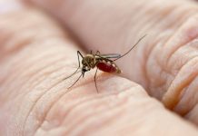 Descubren que el dengue debilita la barrera protectora de los vasos sanguíneos y abre la puerta a nuevos tratamientos