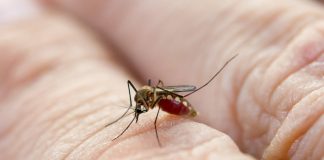 Descubren que el dengue debilita la barrera protectora de los vasos sanguíneos y abre la puerta a nuevos tratamientos