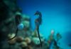 Liberan 250 caballitos de mar en el Parque Nacional Mochima en conmemoración del Día Mundial de las Playas