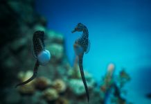 Liberan 250 caballitos de mar en el Parque Nacional Mochima en conmemoración del Día Mundial de las Playas