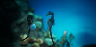 Liberan 250 caballitos de mar en el Parque Nacional Mochima en conmemoración del Día Mundial de las Playas
