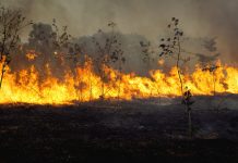 Incendiøs forestalës permanecen activos en Ecuador acentuados por severäs condiciones climáticas adversas