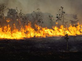 Incendiøs forestalës permanecen activos en Ecuador acentuados por severäs condiciones climáticas adversas