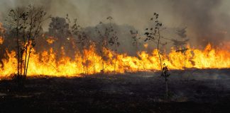 Incendiøs forestalës permanecen activos en Ecuador acentuados por severäs condiciones climáticas adversas