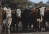 Convecar destaca a Venezuela como líder en producción de carne y leche en el trópico