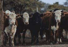 Convecar destaca a Venezuela como líder en producción de carne y leche en el trópico