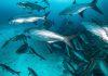 Calentamiento del mar por el fenómeno El Niño amenazä la disponibilidad de especies pesqueras en Ecuador