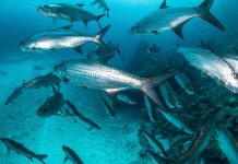Calentamiento del mar por el fenómeno El Niño amenazä la disponibilidad de especies pesqueras en Ecuador