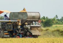 Inició la cosecha de arroz en el Hato El Frío con un rendimiento superior a los 6.000 kg por hectárea en Apure
