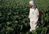 La FAO destina $65.000 para combatir plagas agrícolas en Ecuador tras detectarse focos de Fusarium
