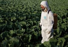 La FAO destina $65.000 para combatir plagas agrícolas en Ecuador tras detectarse focos de Fusarium
