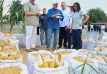 Producción de arroz en Venezuela aumentó a 65 mil toneladas en 2026, confirma la presidenta Delcy Rodríguez