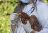 Detectan el primer brote de gripe aviar H5N1 en visones en EE.UU. e intensifican la vigilancia sobre los trabajadores agrícolas