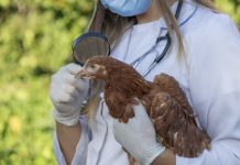 Detectan el primer brote de gripe aviar H5N1 en visones en EE.UU. e intensifican la vigilancia sobre los trabajadores agrícolas
