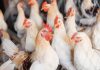 Sector avícola venezolano proyecta superar las 900 mil toneladas de pollo en 2026 y apunta a la exportación