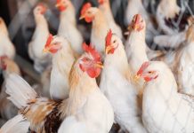 Sector avícola venezolano proyecta superar las 900 mil toneladas de pollo en 2026 y apunta a la exportación