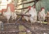 Proyecto avícola en El Cují proyecta su capacidad a 1.200 aves para fortalecer la soberanía alimentaria