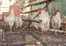 Proyecto avícola en El Cují se expande a 1.200 aves para reforzar el abastecimiento local