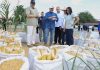 Venezuela proyecta cosechar más de 2,6 millones de toneladas de cereales en el ciclo invierno (+ Fotos)