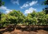 Árboles frutales ideales para sembrar en octubre y garantizar cosechas durante todo el año
