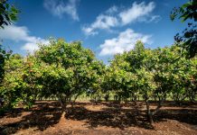 Árboles frutales ideales para sembrar en octubre y garantizar cosechas durante todo el año