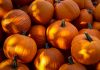El agricultor británico que dedicó más de 50 años a cultivar calabazas gigantes volvió a batir un récord mundial