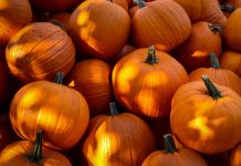 El agricultor británico que dedicó más de 50 años a cultivar calabazas gigantes volvió a batir un récord mundial