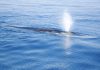 Científicos investigan la ausencia de ballenas azules en las Islas Galápagos ante el incremento en las temperaturas del océano