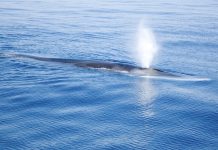 Científicos investigan la ausencia de ballenas azules en las Islas Galápagos ante el incremento en las temperaturas del océano