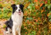 Veterinarios explican cómo educar a los caninos Border Collie para estimular su mente y evitar problemas de conducta