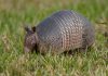Científicos en Argentina logran rastrear por satélite al tatú carreta, la especie de armadillo más grande del mundo