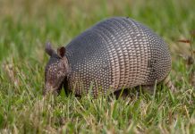 Científicos en Argentina logran rastrear por satélite al tatú carreta, la especie de armadillo más grande del mundo