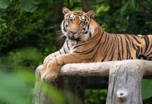 Sorprendente hallazgø de WWF: Especies al borde de la extinción logran un histórico contraataquê y recuperan sus poblaciones