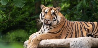 Sorprendente hallazgø de WWF: Especies al borde de la extinción logran un histórico contraataquê y recuperan sus poblaciones