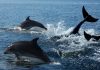 Reportän sorpresivo incremento de avistamientos de ballenas, delfines y orcas en las costas de Chile