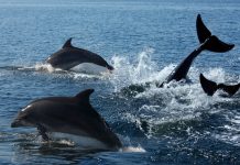 Reportän sorpresivo incremento de avistamientos de ballenas, delfines y orcas en las costas de Chile