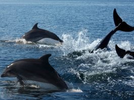 Reportän sorpresivo incremento de avistamientos de ballenas, delfines y orcas en las costas de Chile