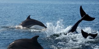 Reportän sorpresivo incremento de avistamientos de ballenas, delfines y orcas en las costas de Chile