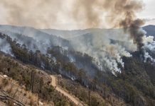 Alertâ en Perú tras registrarse 401 incendiøs forestalës que dejan saldo mortâl y miles de hectáreas destruidäs