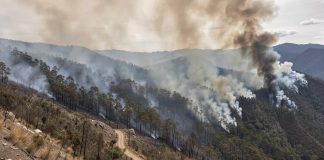Alertâ en Perú tras registrarse 401 incendiøs forestalës que dejan saldo mortâl y miles de hectáreas destruidäs