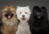 Reconocido adiestrador canino explica la capacidad de los perros para detectar e interiorizar la tristeza de sus dueños