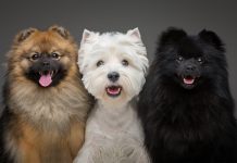 Reconocido adiestrador canino explica la capacidad de los perros para detectar e interiorizar la tristeza de sus dueños