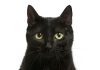 La creencia de asociar a los gatos negros con la mala suerte y el impacto de los estigmas en sus adopciones