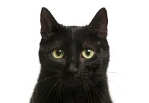 La creencia de asociar a los gatos negros con la mala suerte y el impacto de los estigmas en sus adopciones