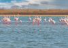 El extraordinario renacer de los flamencos andinos en Chile tras el rescate ecológico en el Salar de Maricunga