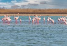 El extraordinario renacer de los flamencos andinos en Chile tras el rescate ecológico en el Salar de Maricunga