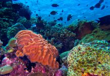 El cambio climático y las olas de calor marinas amenazân al 44 % de las especies de arrecifes de coral